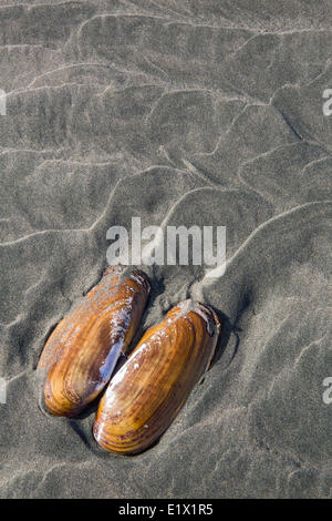 Un guscio risiede nel pattern di sabbia sulla spiaggia di Chesterman, Tofino, British Columbia, Canada. Foto Stock