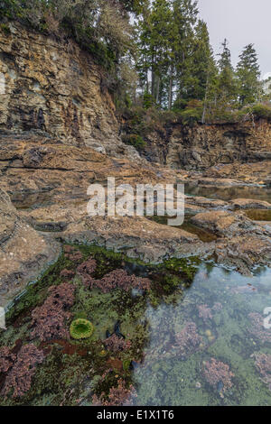 Le pozze di marea di spiaggia botanico brulicano di vita, vicino a Port Renfrew, Isola di Vancouver, British Columbia, Canada. Foto Stock