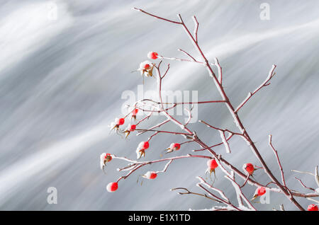 Cinorroidi tree da Dawson cade nel Grey Parco Provinciale, Clearwater, British Columbia, Canada. Foto Stock