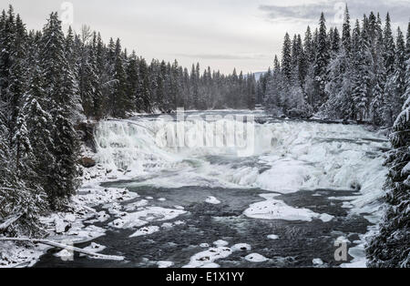 Dawson cade in inverno nel Grey Parco Provinciale, Clearwater, British Columbia, Canada. Foto Stock