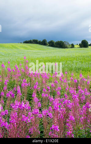 Nuvole temporalesche sopra fireweed fiori, Chamerion angustifolium, nella parte orientale del Québec in Canada. Foto Stock