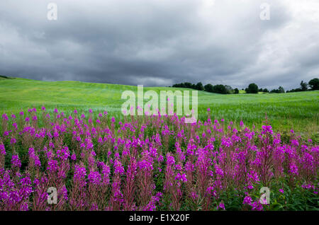 Nuvole temporalesche sopra fireweed fiori, Chamerion angustifolium, nella parte orientale del Québec in Canada. Foto Stock