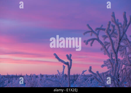 Alba sul fiume istrice, Old Crow, Yukon. Coperta di neve alberi in primo piano. Foto Stock