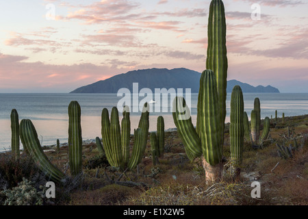 Cardon (Pachycereus Pringlei) al tramonto, Isla San Francisco, Mare di Cortez, Baja, Messico Foto Stock