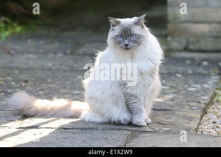 Gatto Ragdoll seduta il giardino Foto Stock