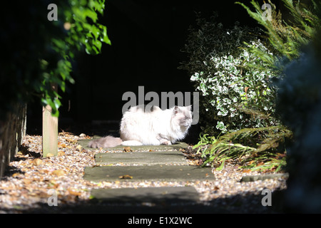 Gatto Ragdoll seduta il giardino Foto Stock