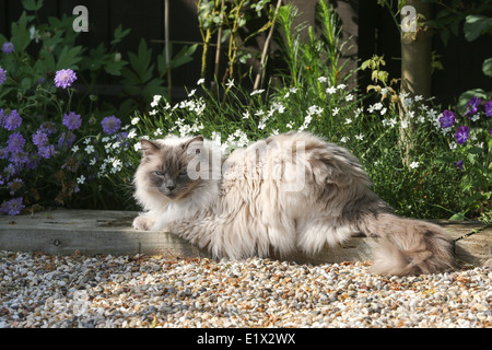 Gatto Ragdoll seduta il giardino Foto Stock