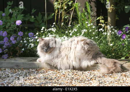 Gatto Ragdoll seduta il giardino Foto Stock