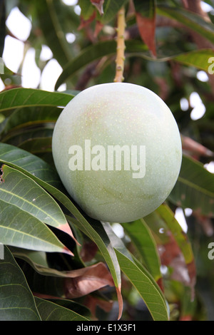 Green Mango sugli alberi in frutteti per lo sfondo. Foto Stock