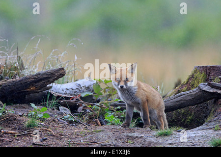 Red Fox Cub emergenti dalla sua terra Foto Stock