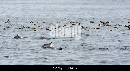 A lungo becco delfini comuni unendo frenesia, Mare di Cortez, Baja, Messico Foto Stock