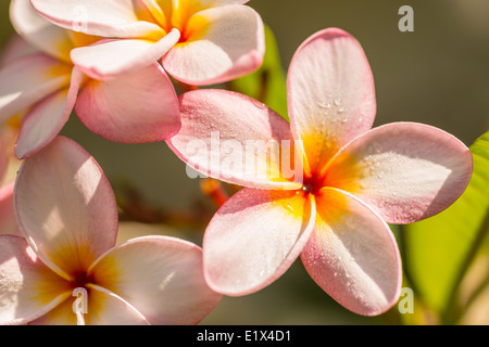 Rosa fiori di plumeria sull'albero,vicino, vista dall'alto Foto Stock