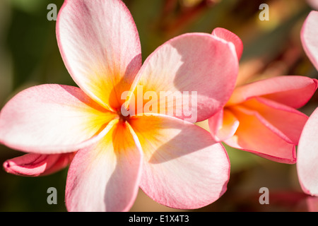 Rosa fiori di plumeria sull'albero,vicino, vista dall'alto Foto Stock