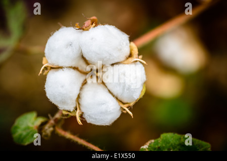 Coppia 5-lock boll cotone,close up,vista dall'alto. Foto Stock