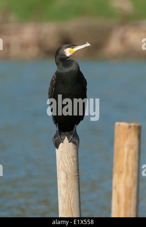 Cormorano (Phalacrocorax carbo) in pole, Castiglione della Pescaia, Toscana, Italia Foto Stock