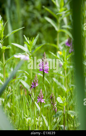 Inizio Marsh-Orchid dal modo Middlewood vicino a Bollington cheshire england Foto Stock