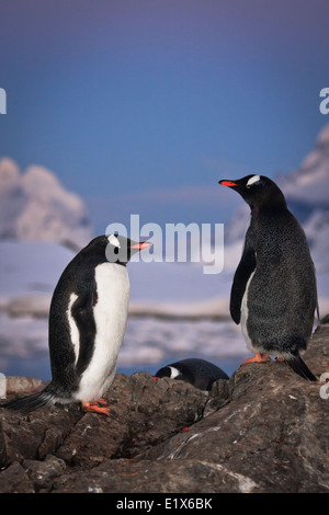 Due pinguini stanno parlando, in piedi su una montagna in Antartide Foto Stock