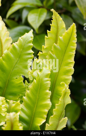 Bordo aggraffato fogliame di cervo della lingua del varietà di felci, Asplenium scolopendrium 'Crispum Whitehead' Foto Stock