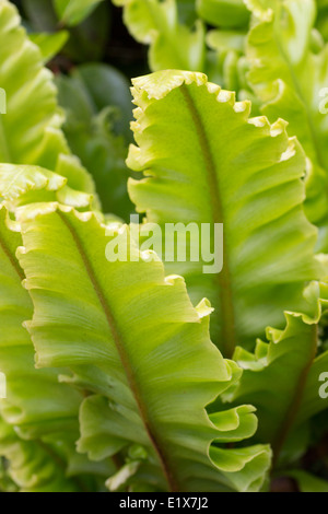 Bordo aggraffato fogliame di cervo della lingua del varietà di felci, Asplenium scolopendrium 'Crispum Whitehead' Foto Stock