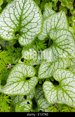 Glassa di argento sui grandi foglie ovali di Brunnera macrophylla 'Jack Frost" Foto Stock