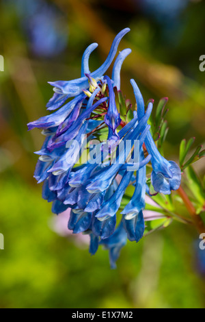 Blu brillante dei fiori di Corydalis elata x flexuosa croce, 'Tory MP' Foto Stock