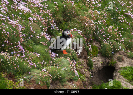 Un solitario puffini, tra la parsimonia, accanto è burrow in attesa per il mate Foto Stock