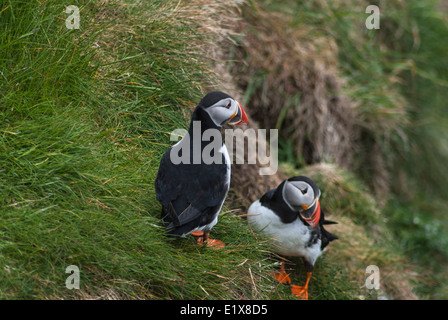 Due i puffini sul pendio di una collina, Sumburgh Head Shetland Scozia Scotland Foto Stock