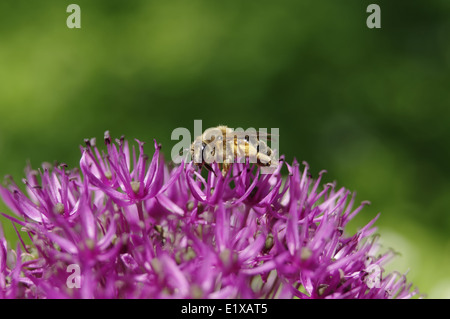 Bee vicino sul Allium (viola sensazione) blossom Foto Stock