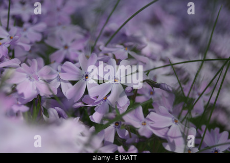 Il giardino di viola e rosa dianthus- macro Foto Stock