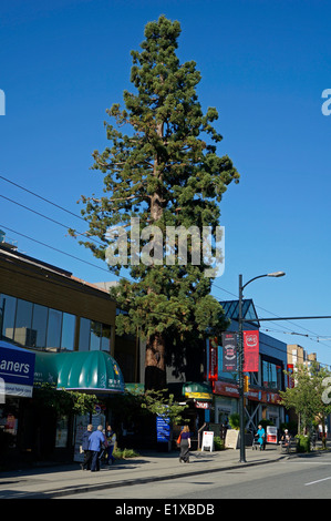 Sequoia gigante (Sequoiadendron giganteum) cresce su 41st Avenue nel villaggio di Kerrisdale, Vancouver, BC, Canada Foto Stock
