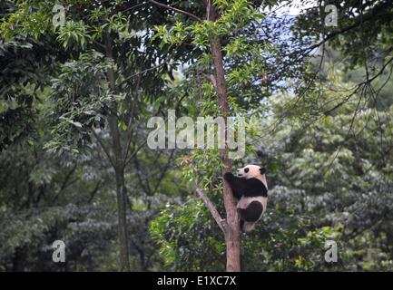 Ya'an, la Cina della provincia di Sichuan. Decimo Giugno, 2014. Un panda gigante cub si arrampica su un albero a Bifengxia Base della Cina Panda Gigante di protezione e centro di ricerca in Ya'an City, a sud-ovest della Cina di provincia di Sichuan, 10 giugno 2014. Una speciale "kindergarten' è stato istituito presso la base per il panda gigante cubs, e ora sei cubs nato lo scorso anno vissuto qui. Credito: Xue Yubin/Xinhua/Alamy Live News Foto Stock