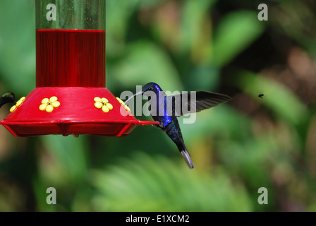 Voce maschile violet sabrewing hummingbird (largipennis hemileucurus) su un alimentatore Foto Stock