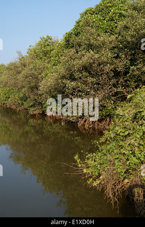 La foresta di mangrovie e le radici di mangrovia, visualizzare nelle vicinanze lagune tropicali a Goa in India Foto Stock