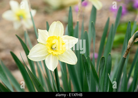 Primo piano della daffodil fiori nel campo Foto Stock