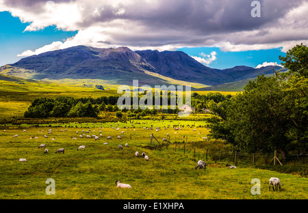 In Irlanda la contea di Galway, il paesaggio della zona di Connemara, Foto Stock