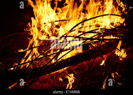 Bruciando legno di eucalipto in un intenso fuoco di campo los pellines Cile Foto Stock