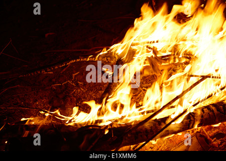 Bruciando legno di eucalipto in un intenso fuoco di campo los pellines Cile Foto Stock