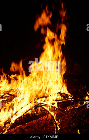 Bruciando legno di eucalipto in un intenso fuoco di campo los pellines Cile Foto Stock