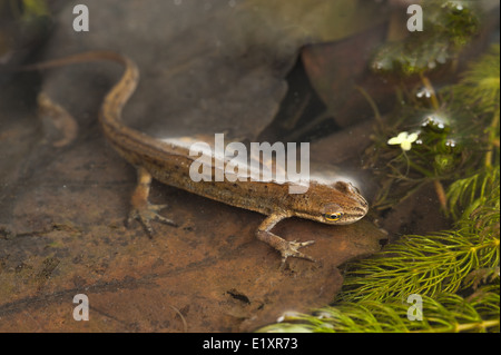 Unica femmina adulta comune newt liscia immersi nel laghetto di acqua dolce con la decomposizione figliata di foglia infestante in acque poco profonde Foto Stock