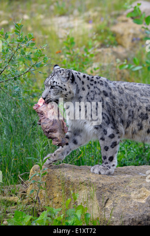 Snow Leopard presso lo Zoo Twycross England Regno Unito Foto Stock