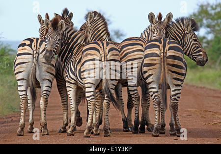 Le pianure zebre, sud africa Foto Stock