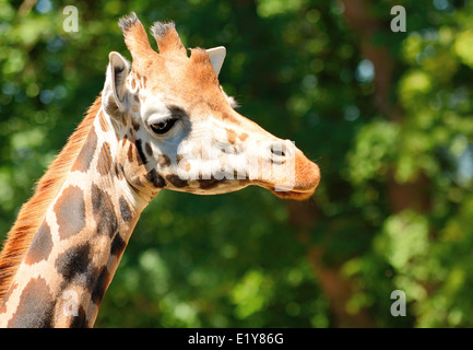 Closeup shot della cute giraffe testa. Foto Stock