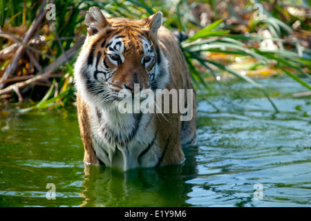Mammel animale tigre del Bengala Sandown Zoo Isle of Wight England Regno Unito Foto Stock