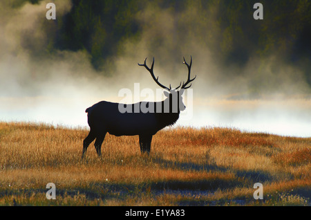 Stagliano Bull elk al mattino lungo il fiume Madison a Sunrise. Foto Stock