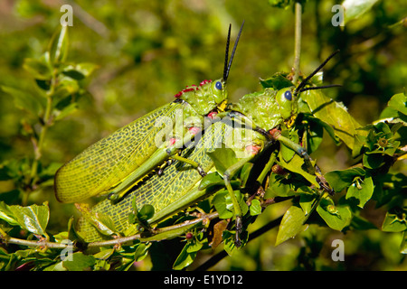 Milkweed verde locusta o bush Africano Grasshopper ( Phymateus viridipes ), Sud Africa Foto Stock