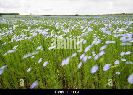 Cambridgeshire, Regno Unito. 11 Giugno, 2014. Un campo di semi di lino burst in fiore su terreni agricoli vicino Hamerton, Cambridgeshire Regno Unito. Temperature nella metà 20 gradi centigradi e docce frequenti hanno contribuito a una rapida crescita delle piante. Il prodotto conosciuto anche come il lino ha un suggestivo blu fiore. Il lino è cresciuto per uso come un olio commestibile, come un supplemento nutrizionale, e come ingrediente in legno di molti prodotti di finitura. Il lino è cresciuto anche come pianta ornamentale nei giardini. Fibre di lino può essere utilizzato per fare in modo che la biancheria. Credito Eales Julian/Alamy Live News Credito: Julian Eales/Alamy Live News Foto Stock