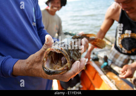 Giugno 11, 2014 - Tacloban, Filippine - Tacloban, Filippine - un pescatore mostra la sua cattura dal mare di Tacloban City il 11 giugno 2014. Il 8 novembre 2013, Haiyan, uno dei più potenti typhoon mai a colpire paese devastato Eastern Visayas lasciando migliaia di morti e di sfollati. Secondo le stime del governo 16 milioni di persone sono state colpite dal tifone, con 6.300 riportati morti e migliaia di più manca. Alloggiamento e mezzi di sostentamento sono tra le gravi sfide nel processo di riabilitazione in Haiyan-aree colpite sette mesi dopo il disastro. (Credito Immagine: © Mark Cristino/NurPhoto/ZUMAP Foto Stock