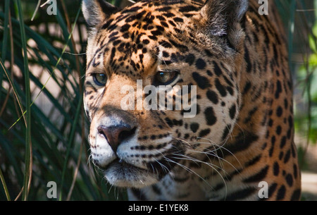 Tequila, Jaguar femmina (Panthera onca), Isola di Wight Zoo, Sandown, Isola di Wight in Inghilterra Foto Stock