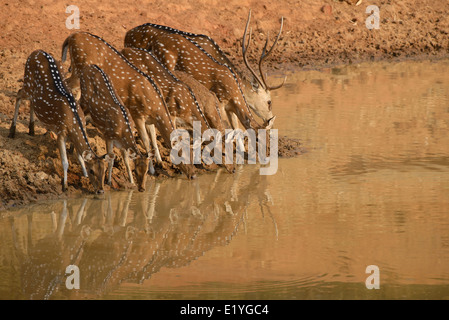 Chital macchiato o allevamento di cervi di bere da un waterhole nella gamma Khitauli di Bandhavgarh Riserva della Tigre, India. Foto Stock