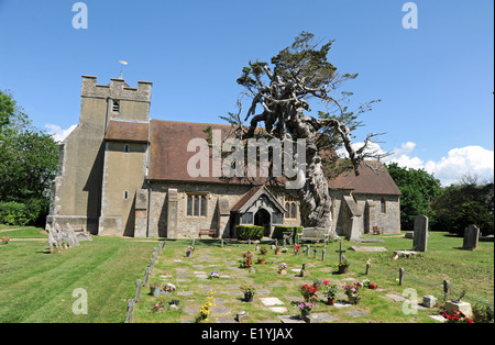 Chiesa Birdham nelle vicinanze del Chichester West Sussex con un twisted cipresso una conifera credevano di essere al di sopra di 350 anni Foto Stock